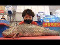 올해 최초 10kg 대왕민어를 해체해 보았습니다!!/활민어/민어부레/Live  Brown croaker fillet, sashimi ニベ_Korean seafood