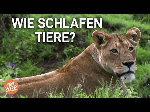 Schlafen ohne gefressen
