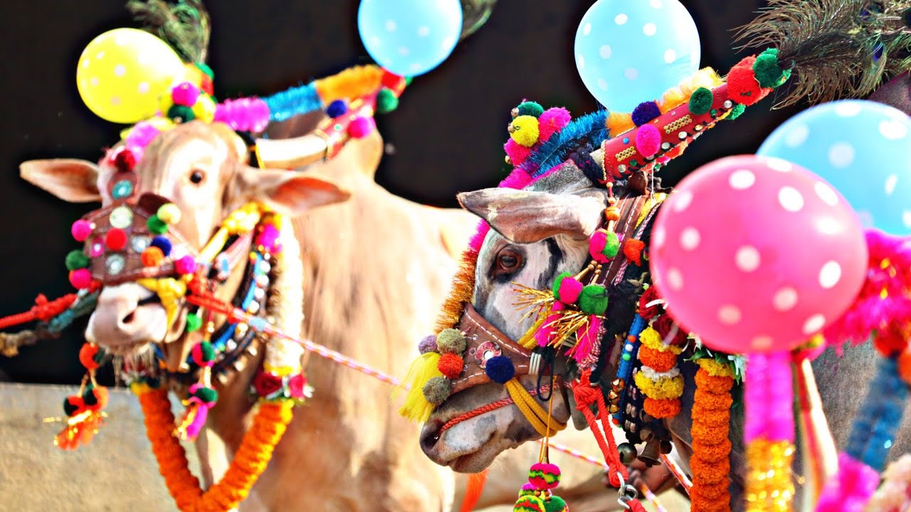 बैलांची सजावट, बैल पोळा सजावट