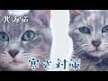 老猫になって気をつけていること【寒さ対策2】#猫 #ケセランパサラン