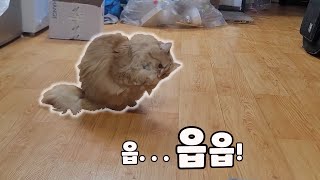 이 녀석 다람쥐과 인가 보다 #cat #vlog #고양이 by 묘한사이 707 views 3 months ago 5 minutes, 18 seconds