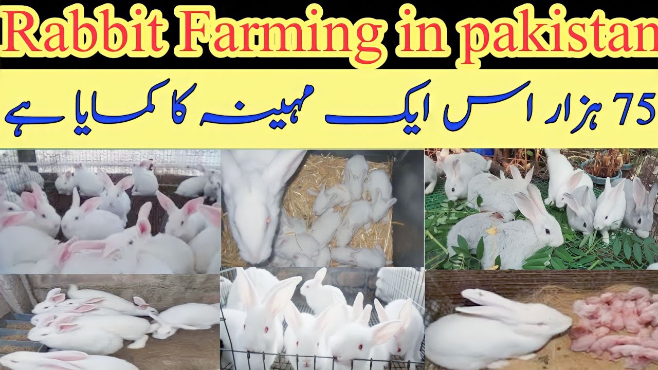 Aj Be 250 Rabbit Ka Ader Aya Lakn Mara Pas Nhi Han | My Rabbit farm in ...