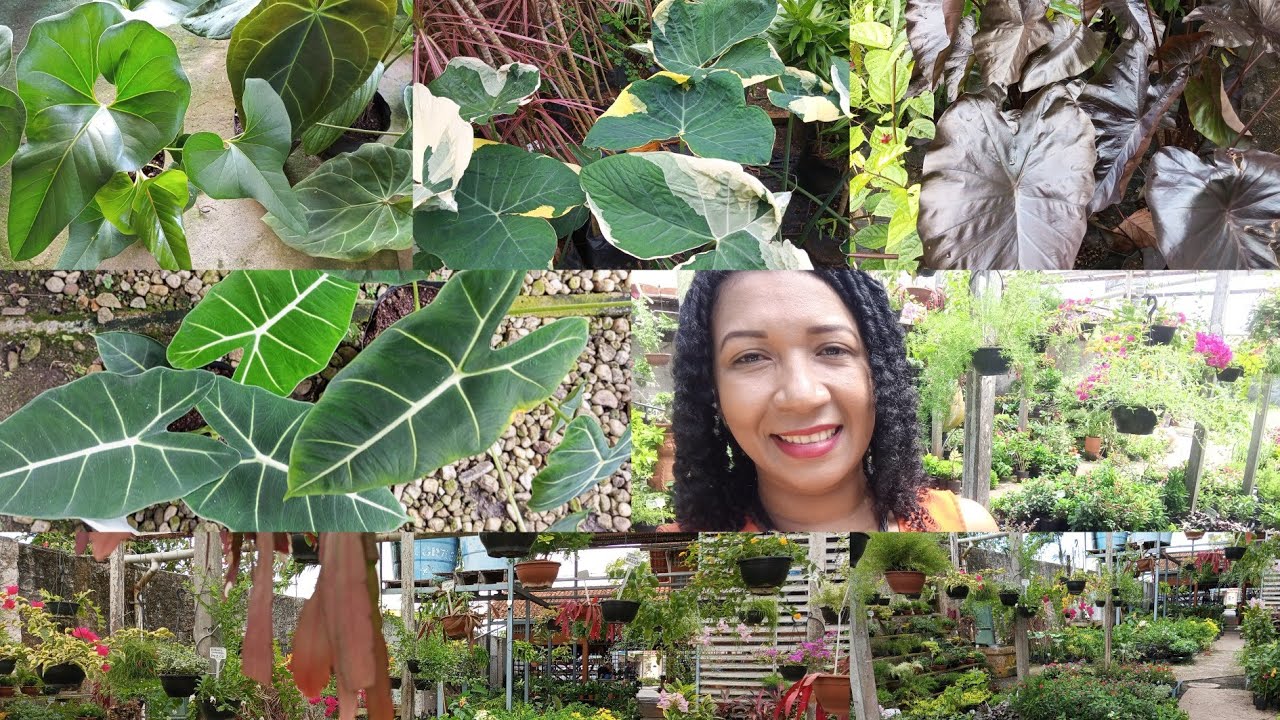 #floricultura paraíso verde 🪴💚🥰um verdadeiro paraíso com muitas plantas maravilhosas😱🪴😍🌹