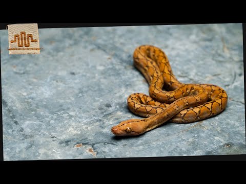 Zombie Snows & Orange Snakes | The Clutch Files | CL23011