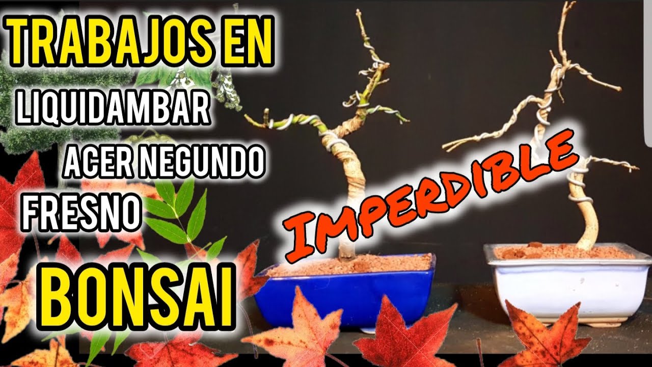 ⚠ COMO HACER UN BONSAI  de LIQUIDAMBAR   ACER NEGUNDO Y FRESNO ⚠ PODA TRASPLANTE Y ALAMBRADO!!!!