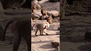 Download Lagu 🥶Balik Pulang MP3