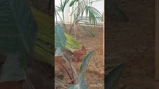 Цитрусы и пушистые акробаты