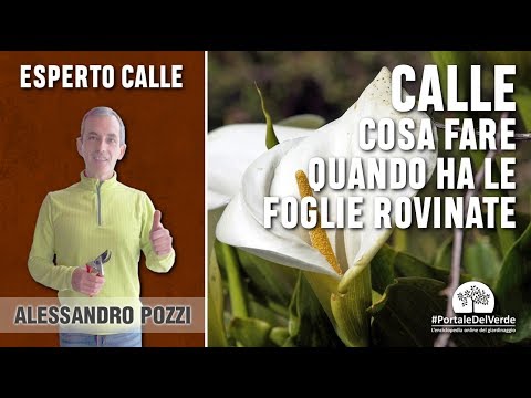 Video: Chi ha detto che le calle sono di nuovo in fiore?