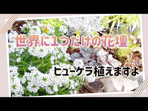 世界に１つだけの花壇が完成 スーパーアリッサム ヒューケラ ストック 植えます Youtube