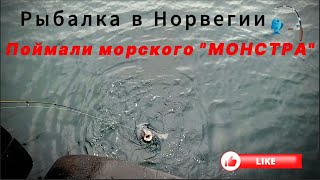 ПОЙМАЛИ МОНСТРА!!!ЗУБАТКА!!!РЫБА СОБАКА!!!КАМБАЛА!!!ТРЕСКА!!!ЛОВЛЯ НА ДОННУЮ СНАСТЬ!!!