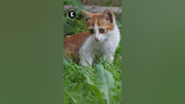 Vecinos de Iztapalapa denuncian plaga de gatos callejeros y exigen control sanitario