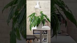 #реанимациярастений    #flowerreanimation   #plantrescue  #wateringtips #plantrevival
