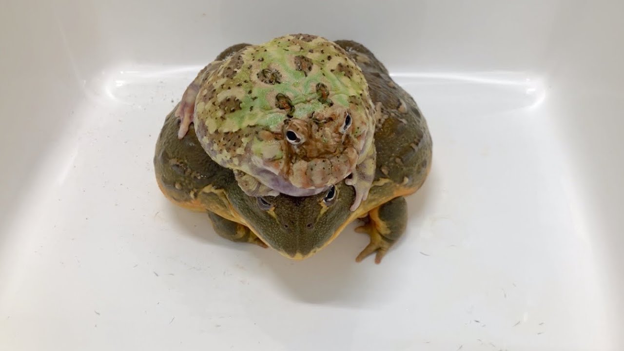 カエルが餌を食べないのでこうしてやりました I pranked the frogs