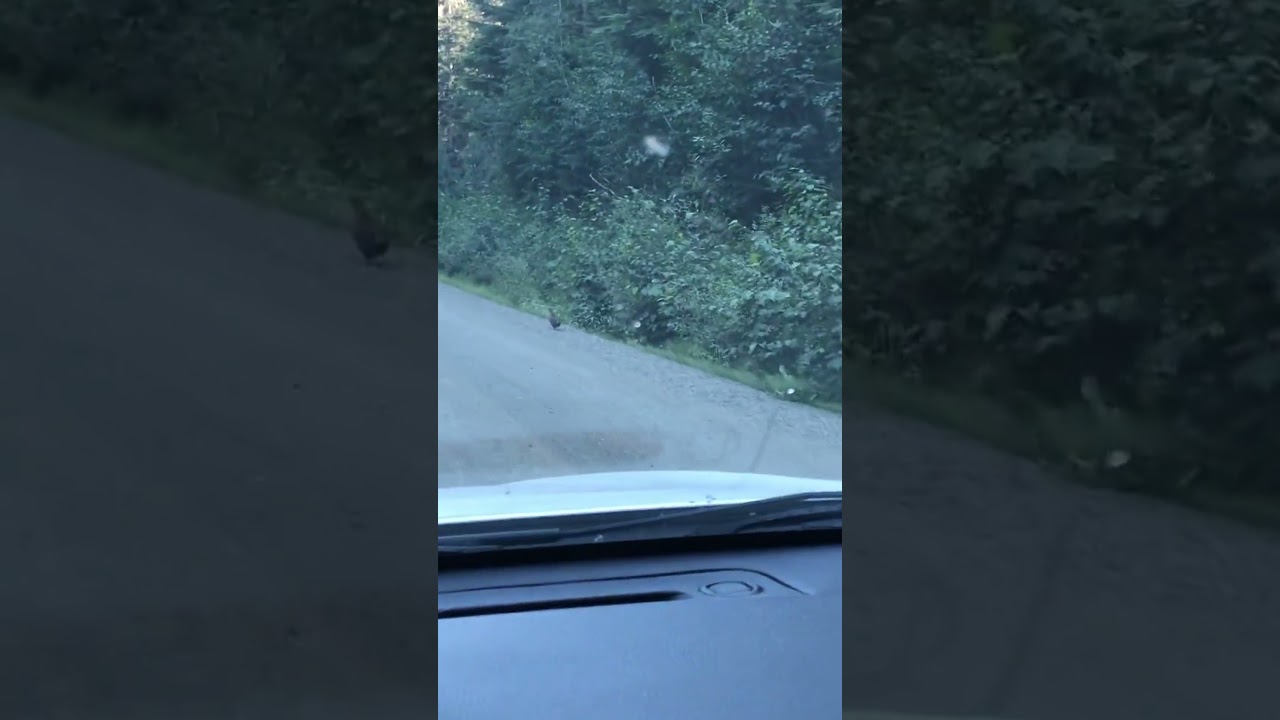 Grouse Adventures Awaits! 