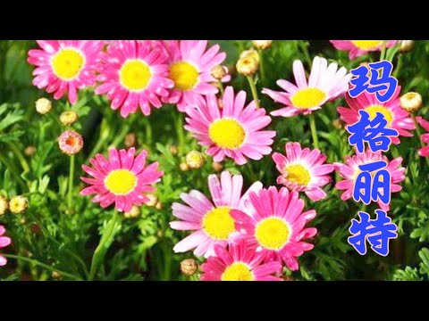 【養養養花花花】名字像雞尾酒一樣的花卉，花期又長，花量又大，那不想換盆的話怎麼辦呢？