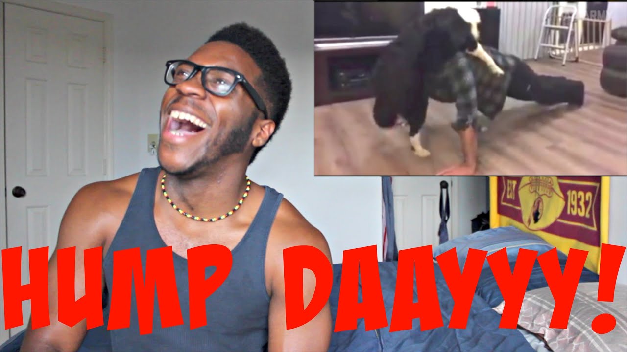 Funny Animal Fails | 2016 REACTION!!! Funny Animal Fails | 2016 REACTION!!!