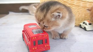 Kittens love toy cars and exploring room with many toys. by Lovely Paws 1,072 views 3 weeks ago 8 minutes, 26 seconds