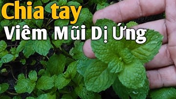 3 Cách Trị Viêm Mũi Dị Ứng đơn giản và hiệu quả. PHAN HẢI Channel