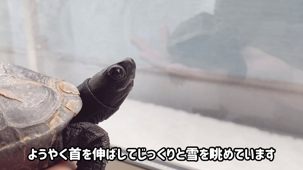 初めてキャメに雪を見せてみた☆