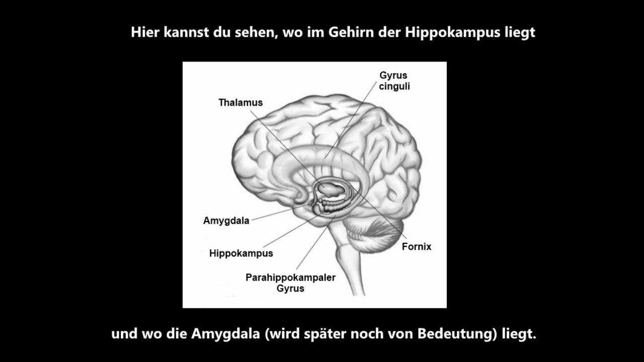 Biologie - Neuroplastizität - Teil 1 - YouTube