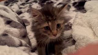 Video of adoptable pet named Acorn