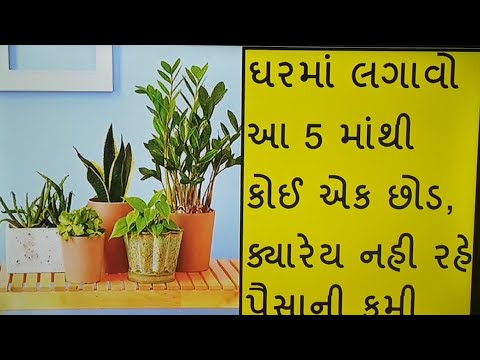 પૈસાની કમી દૂર કરવા માંગતા હોય તો ઘરમાં લગાવો આ 5 છોડ - Plant for Money in Home