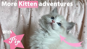 More Kitten Adventures with Pip the Ragdoll
