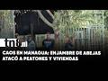 Enjambre de abejas africanizadas deja varios afectados en Managua