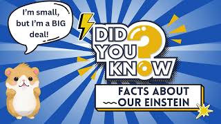 Introducing Einstein Meet Our Amazing Den Hamster Lots Of Fun Facts Talking Bubbles