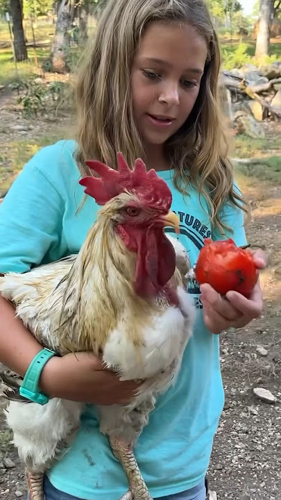 Giant Rooster Loves Treats! 🐔🍅😍 #chicken #wildlife #rooster #allcreatures