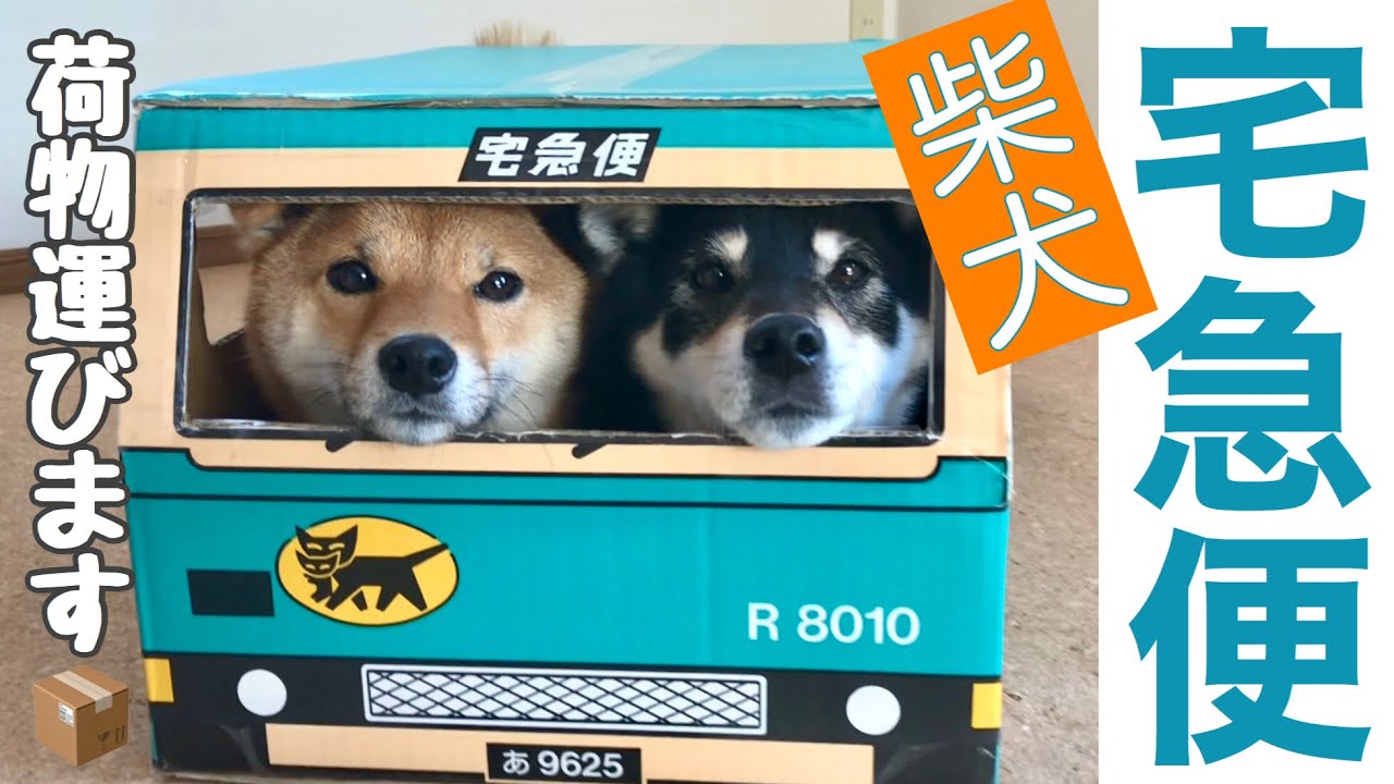 柴犬宅急便 ふたりで荷物届けます 大好きなクロネコヤマトのダンボール Youtube