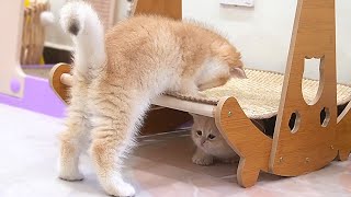 Here's how kittens and their smaller brother Lotus reacted when they first met. So cute 💕 by Lovely Kitten 4,640 views 1 month ago 10 minutes, 54 seconds