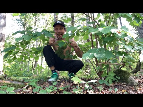 How to hide in the bushes ￼