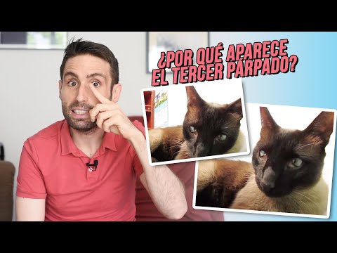 Video: ¿Por qué se muestra el tercer párpado de mi perro?