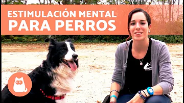 ¿Los paseos estimulan mentalmente a los perros?