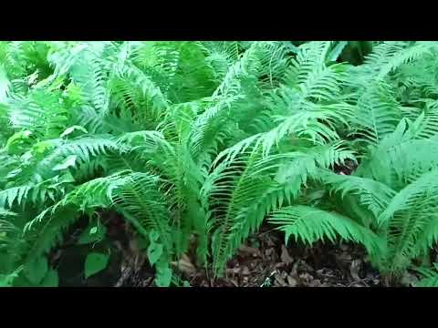 Karadeniz ormanlarında yetişen