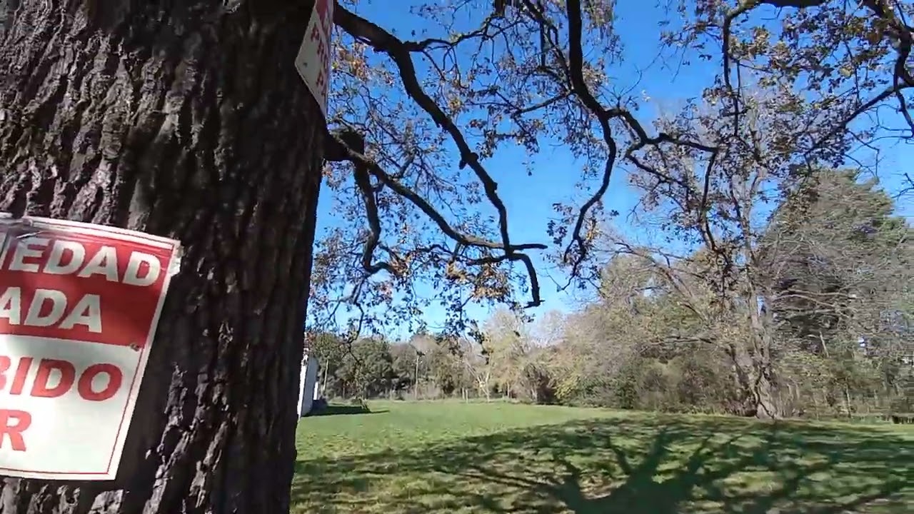 Árbol de Roble y Bellotas (Quercus Robur)