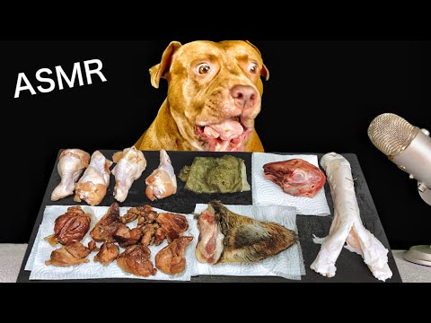 【ASMR】超珍しい食材が次々と消えていく...ピットブルの咀嚼音がクセになる!閲覧注意