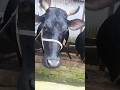 গরু #grau #foryou #cow #animals #shorts #viralvideo