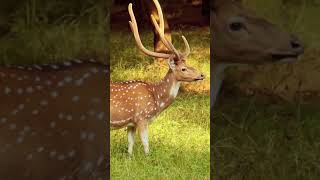Deer No Copyright Stock Video Footage