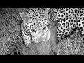 SafariLive - The hunting skills of male leopard Hukumuri!