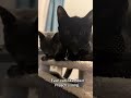 Cats like “Redpill way” by @AbaNPreach