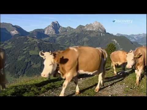 Video: Hemşirelikte İsviçre peyniri modeli nedir?