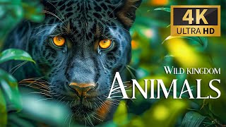 Wild Kingdom Animals 4K 🐾 Nature Film With Smooth Piano Music, Real Sound & Ultrahd Wildlife Movie