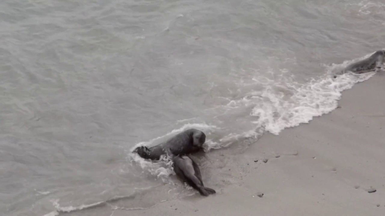 Two grey seals (Halichoerus grypus) play-fighting on a beach, seen from a clifftop, Cornwall, UK