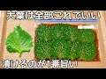 覚えたら一生もの【無限大葉】やみつき大葉漬けの作り方!作り置き・常備菜・大量消費レシピ