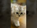 Paw Pppp Pao Pao Song Meow рџђ Paw Pppp Pao Pao Song Meow рџђ