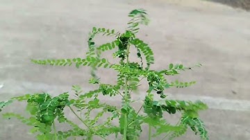 Cây diệp hạ châu có công dụng gì?