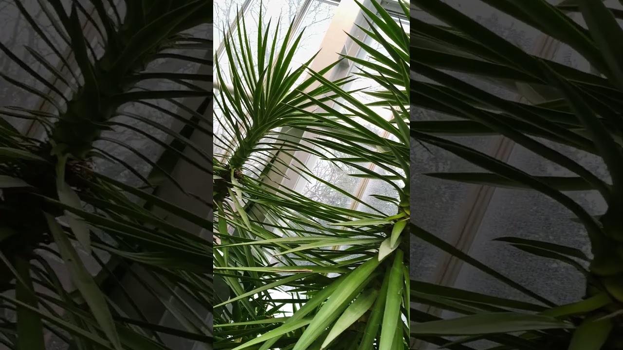 Below Zero Outside, Lush Green Inside | Helsinki Winter Garden Magic