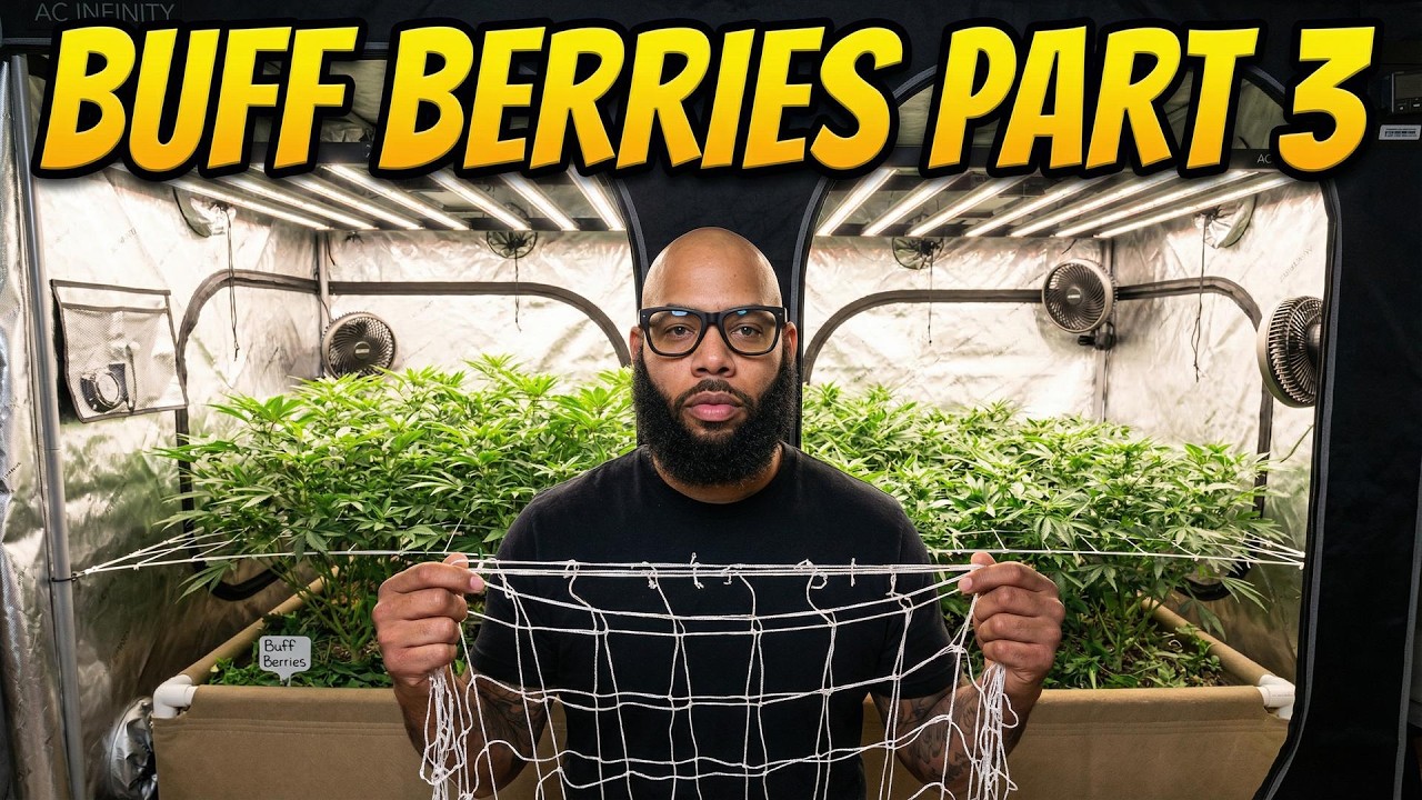 How to Train Your Plants for Maximum Yield | Buff Berries (Part 3)